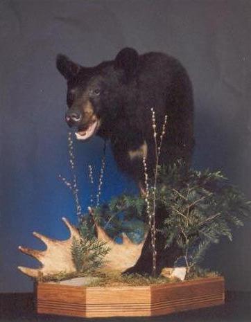 Black Bear Taxidermy
