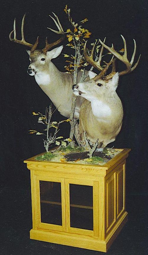 whitetail deer skull. A Skull Master Whitetail Deer